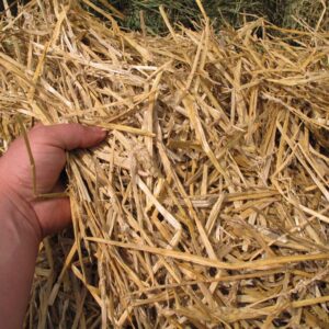 NPPV Organics Paddy Straw – 100% Natural Sun-Dried Straw for Mulching & Mushroom Cultivation | Organic, Chemical-Free Farming Material for Soil Moisture Retention, Weed Control & Substrate Use (500 g)